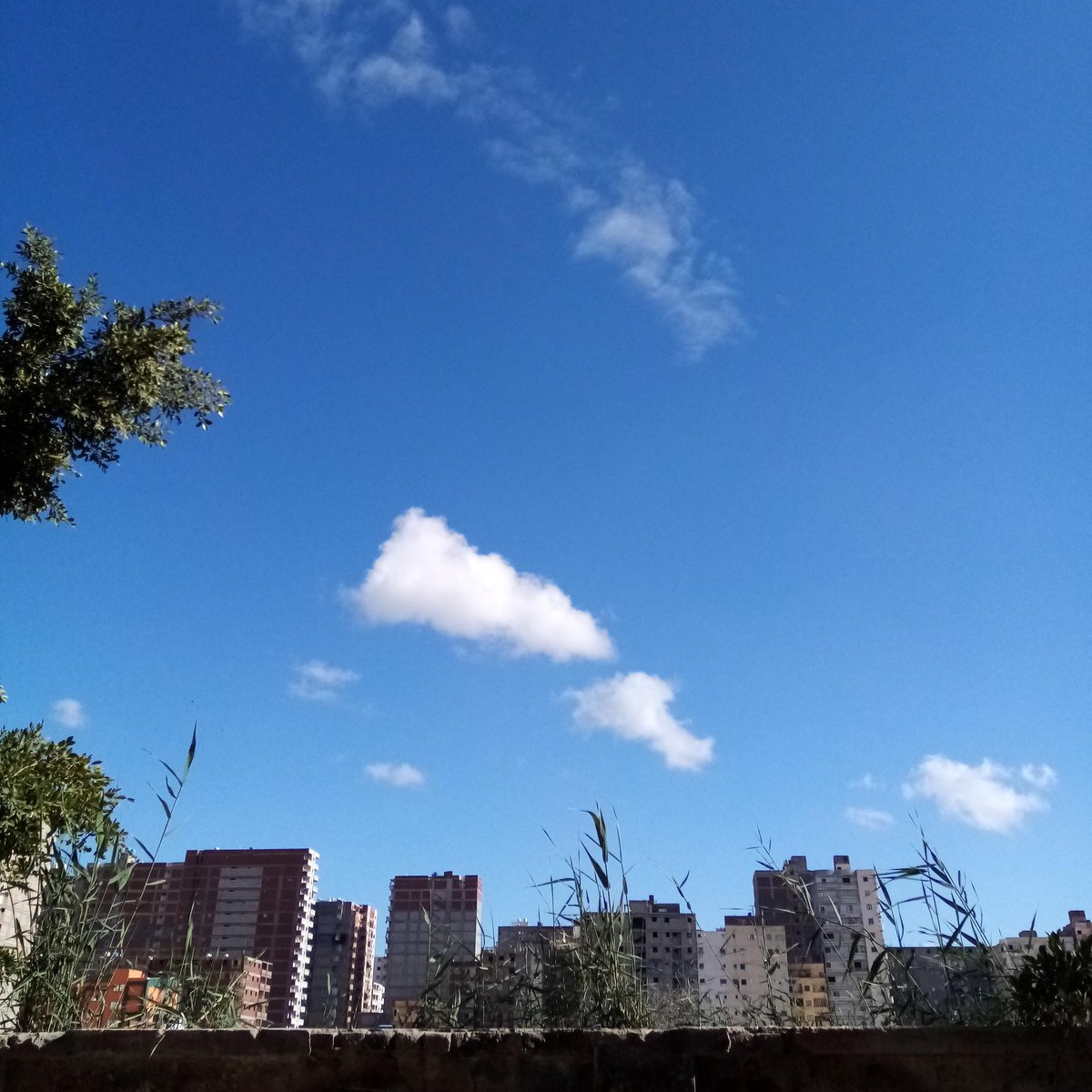 adelshbl2 tweet picture