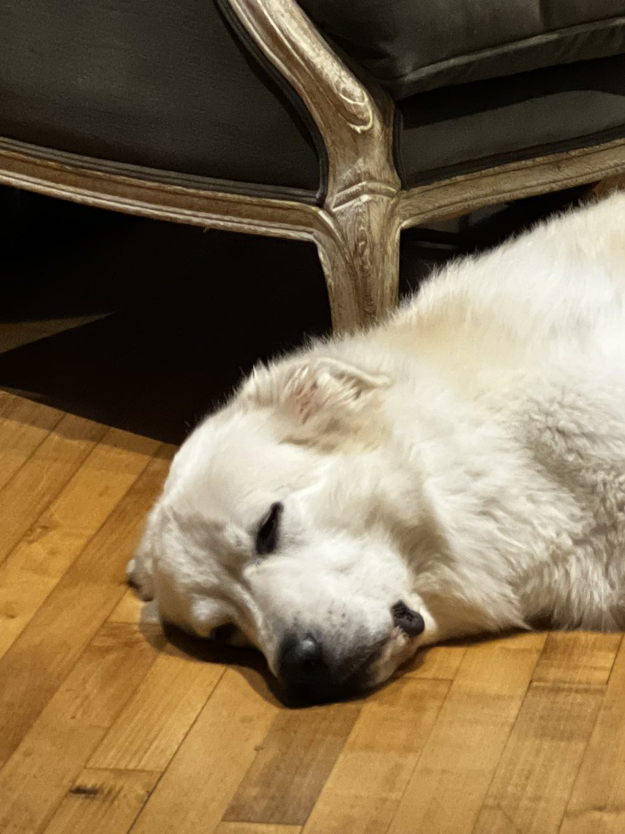 onlydabones's tweet photo. WHEN YOUR DOG WALKER THINKS HE IS ALSO YOUR PARENT 😣
#pleasegetout #dogshavefeelings https://t.co/CdzOiwmCHm