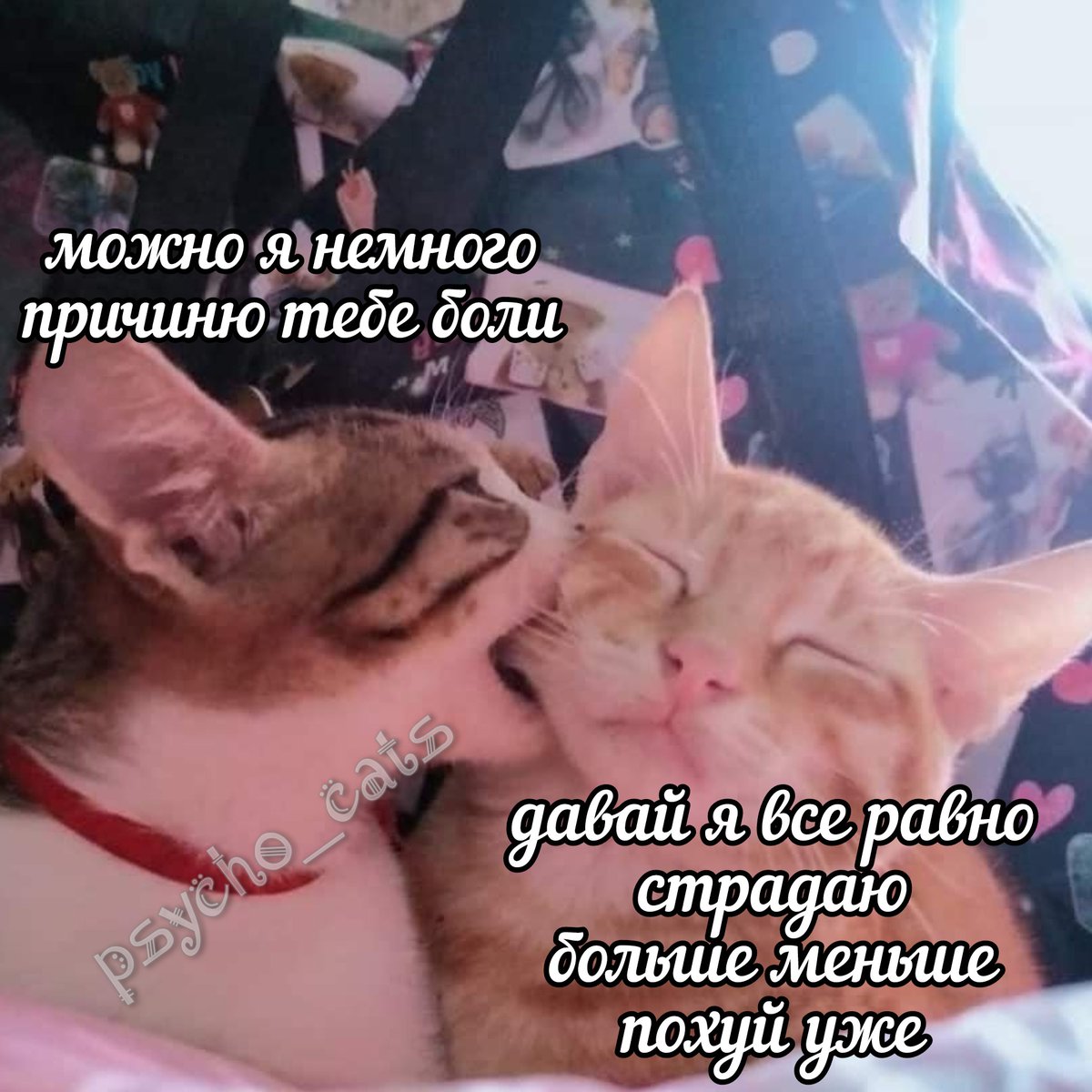 психокоты (@psycho__cats) on Twitter photo 