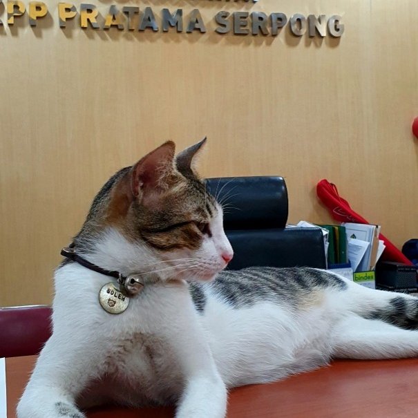 Kantor Pajak Serpong Rekrut Kucing Jadi 'Pegawai', Ini Tugasnya