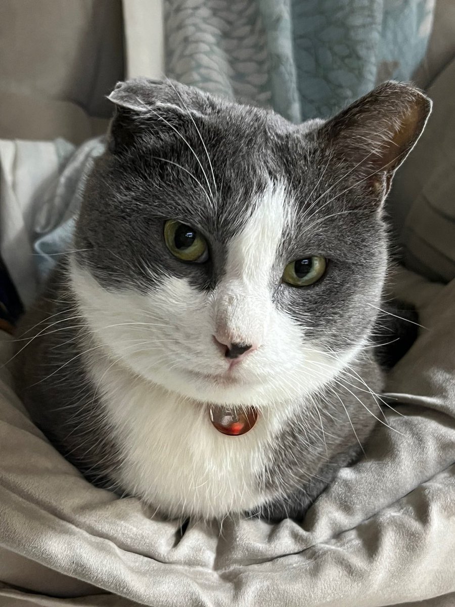 boogieong's tweet photo. 완벽히 동그래진 겨울 고양이 https://t.co/BhARQmLf39