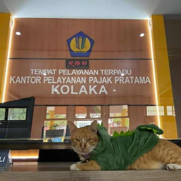 Ucing Kantor Pajak Soleh - @pajakserpong Syeyeng-syeyeng - @pajakpulogadung Lele - @pajakbireuen Siging - @pajakkolaka Kalau ketemu jangan lupa disapa ya. 😽😽