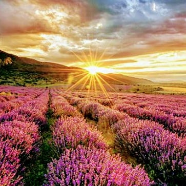 Robert pattinson (@robertp75296466) on Twitter photo 