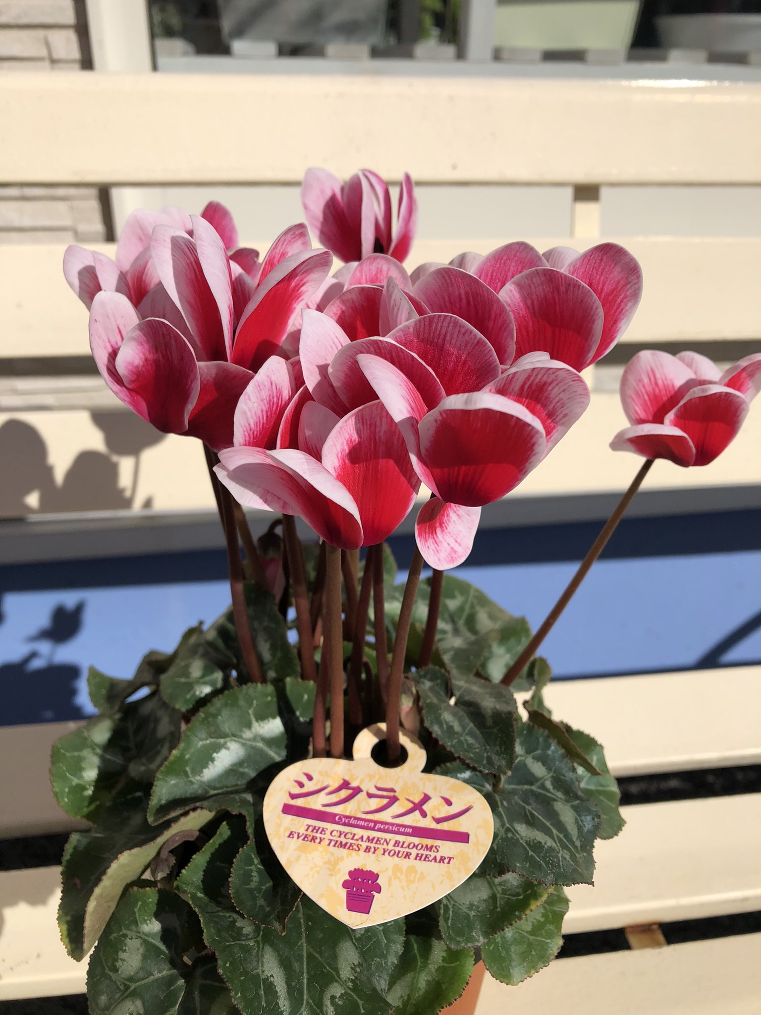 あおいフローリスト Aoi Florist Twitter