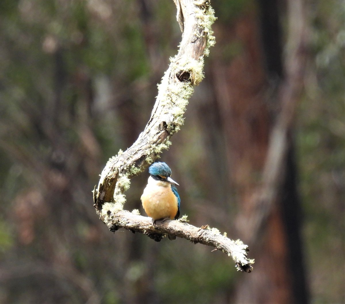 I'm not at all sure this #sacredkingfisher could have chosen a more photogenic lichen-y branch to sit on! #lifeinthefield #wombatstateforest #Todiramphussanctus #ownpic