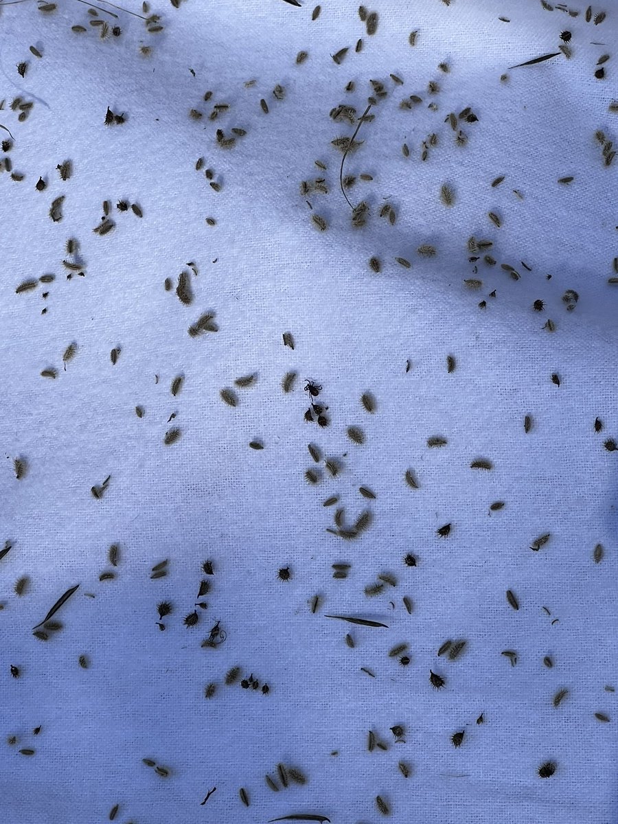 megsquitophd's tweet photo. They’re baaaaaaack!
Finding ticks during tick imitation season (aka seeds and sh*t) is basically an eye test…
#ticktalk #vampiresIRL #medentoAF #ipacs https://t.co/Am1seNecXt