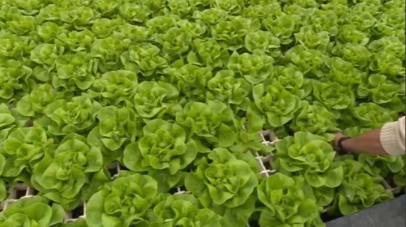 In questa puntata di #Buongiornoregione parleremo dell'abete conteso a Piazza san Pietro, di viabilità difficile, in diretta dalla #Fresilia, di agricoltura idroponica, di PNRR e borghi. Tra poco in onda <a href="/TgrRai/">Tgr Rai</a> <a href="/buongiornoitali/">buongiornoitalia</a> #IoSeguoTgr