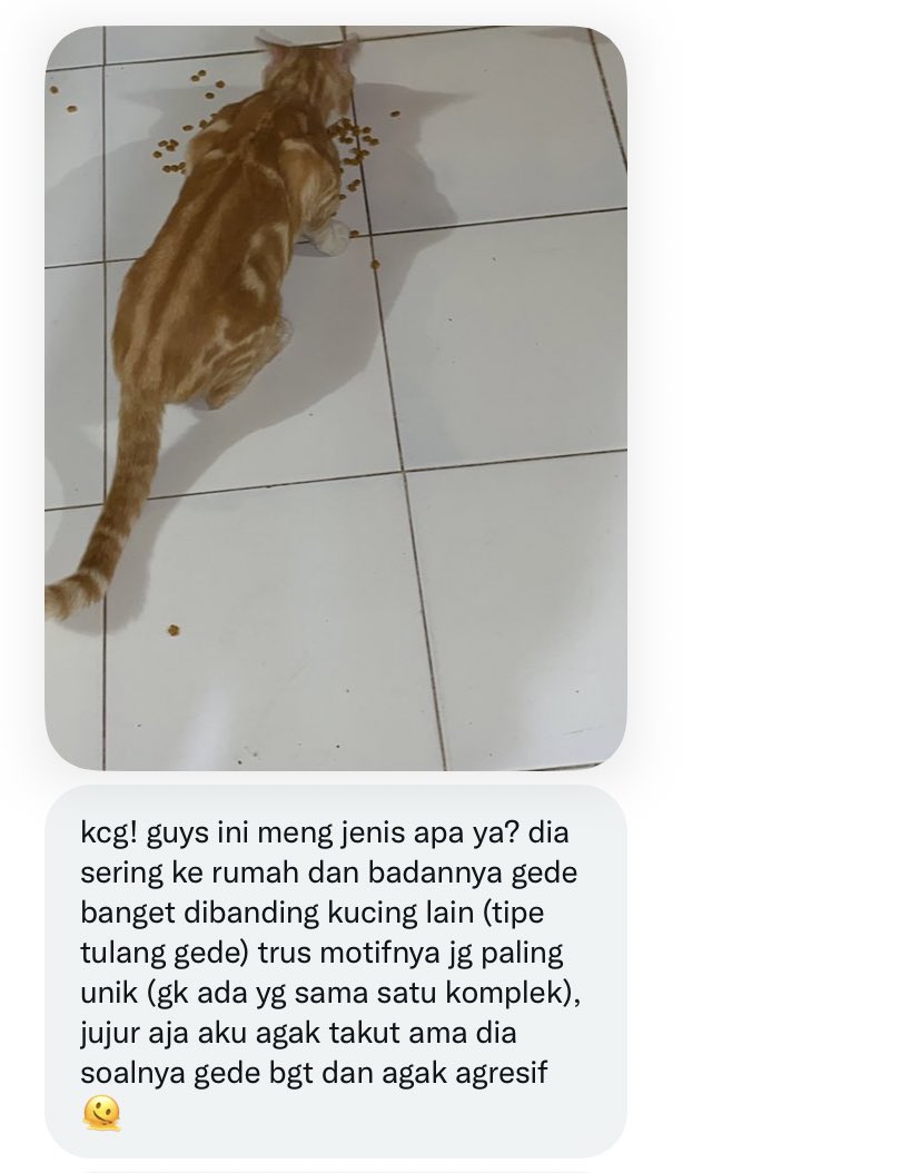 KochengFess v2 tweet media