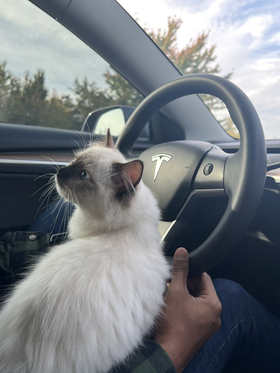 sridanx's tweet photo. luna’s giving ✨serotonin✨ https://t.co/52gn0jRiXd