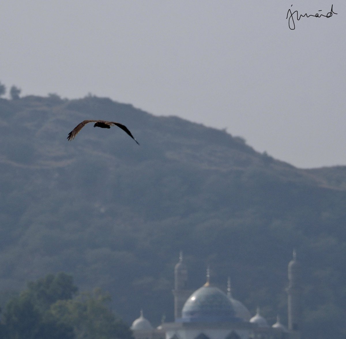 khan210174's tweet image. EURASIAN MARSH HARRIER Circus aeruginosus #KALLARKAHAR  #october2020 #birdwatching #birdphotography #birds #birding #BirdTwitter @WWFPak #NatGeoEsp #natgeoindia #DiscoveryPlus #birdsofpakistan @BirdingCeylon