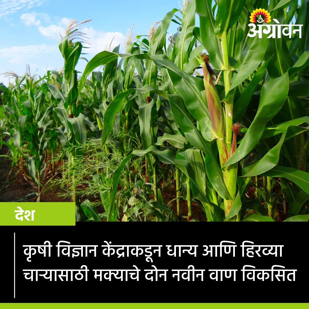 AGROWON's tweet photo. कृषी विज्ञान केंद्र, बंगलोर येथील शास्त्रज्ञांनी मक्याचे एमएएच १४-१३८ आणि एमएएच १५-८४ हे दोन वाण विकसीत केले आहेत. या वाणांपासून मक्याचे चांगले उत्पादन याशिवाय चारा हिरवा राहतो.
https://t.co/rAKzzHbaDu
#Agrowon #maizefarming #animalfodder #foddershortage #AgricultureTechnology https://t.co/c7MaW57HR3