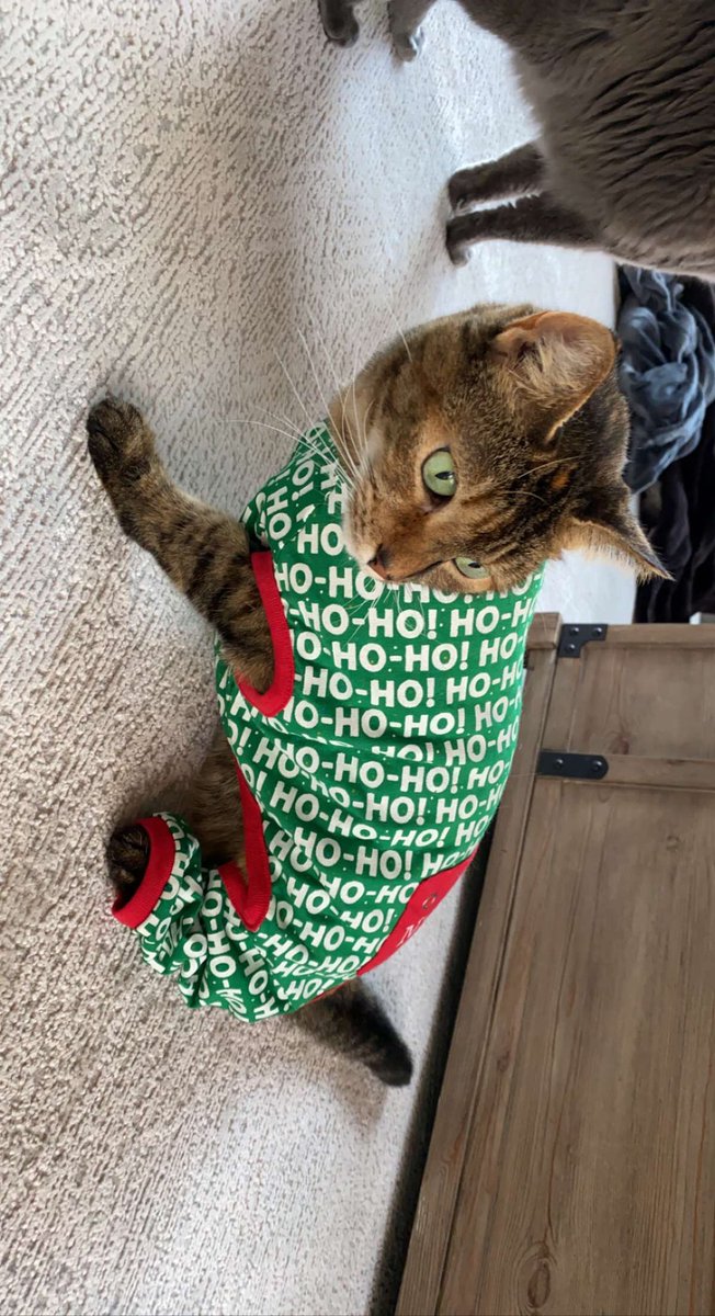 THE cutest kitty in holiday pajamas and also THE most neediest kitty for treats after putting her in this #kitty #catpajamas #CatsofTwittter #cats #CuteCats