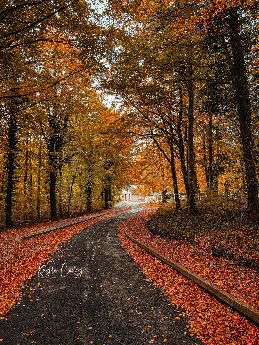 Curraghchase, #Limerick ☘️🍂