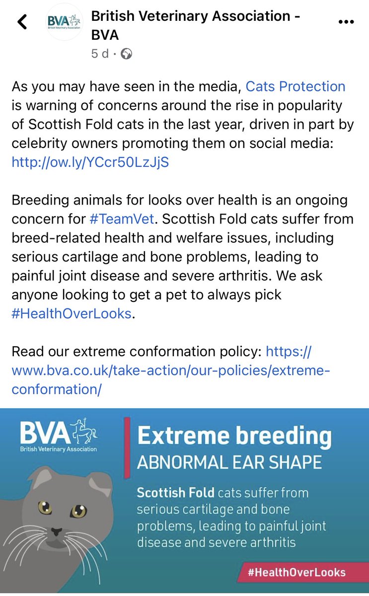 Increasing posts w/ Scottish Fold Cats. These cats suffer serious joint problems. Why intentionally breed an animal to be in pain because they’re cute? Vet profession &amp; advertising companies think before sharing pics of these breeds on social media as you help drive “the fashion”