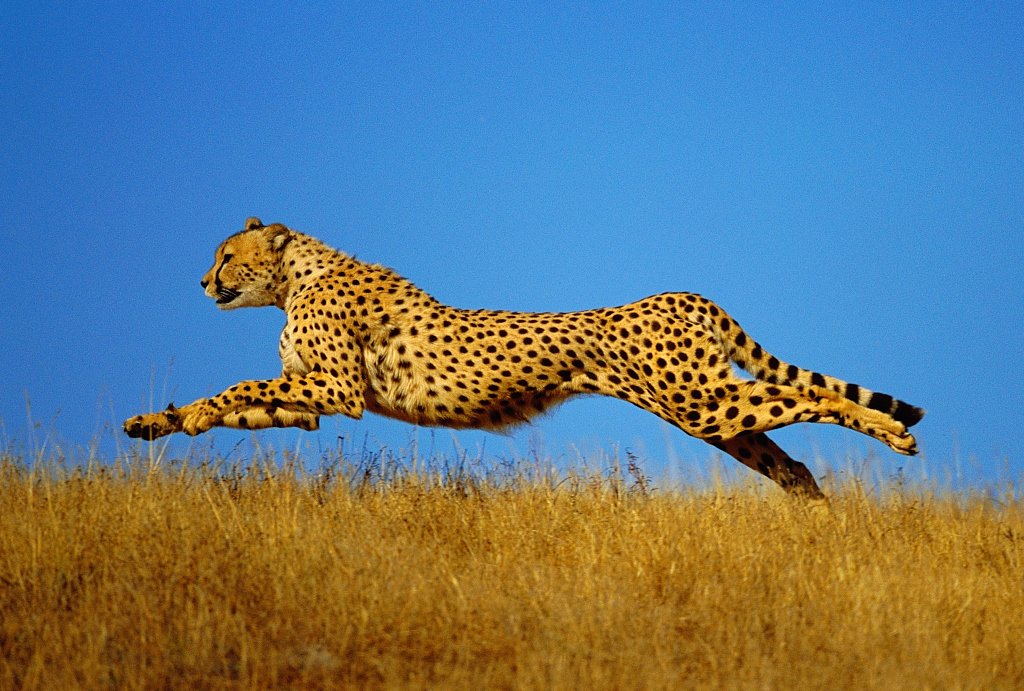 Facts on Cheetahs.
Did you know...😳
#magicalkenya #holidayseason #MaasaiMaraNationalReserve