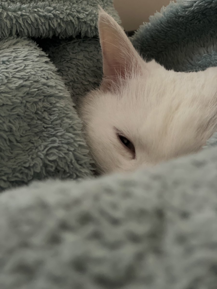 1 hour after the mini photoshoot and she’s still cozied up