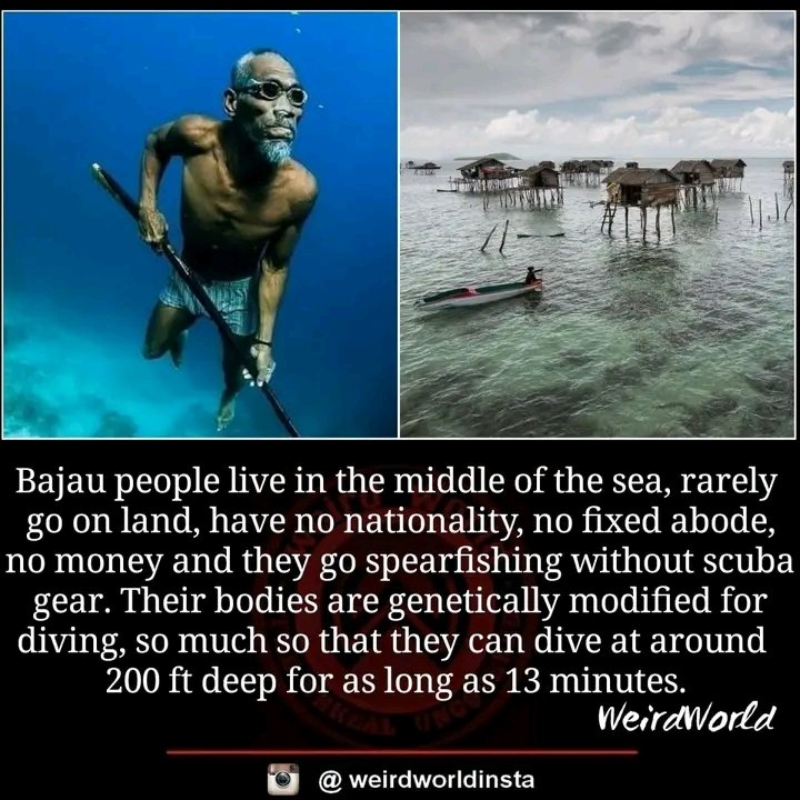 TipsBetcraftys's tweet image. A thread of amazing facts and stories.
1. The Bajau people 🙌