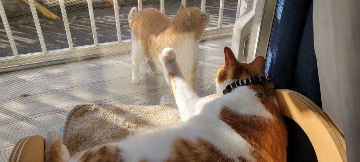 rudolf_cat's tweet photo. 野良ﾈｯｺﾁｬﾝが遊びに来た🐈️ https://t.co/ykswvRTOfV