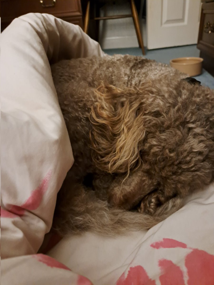 Last night <a href="/Hearingdogpuppy/">Pasha</a> Pasha's duvet was neatly folded in a rectangle.Overnight he scraped it in to a cocoon .He looks so cosy this morning 🐩.

<a href="/HearingDogs/">Hearing Dogs for Deaf People</a> 
<a href="/HearingDogsYork/">Hearing Dogs Yorkshire (BWC)</a>