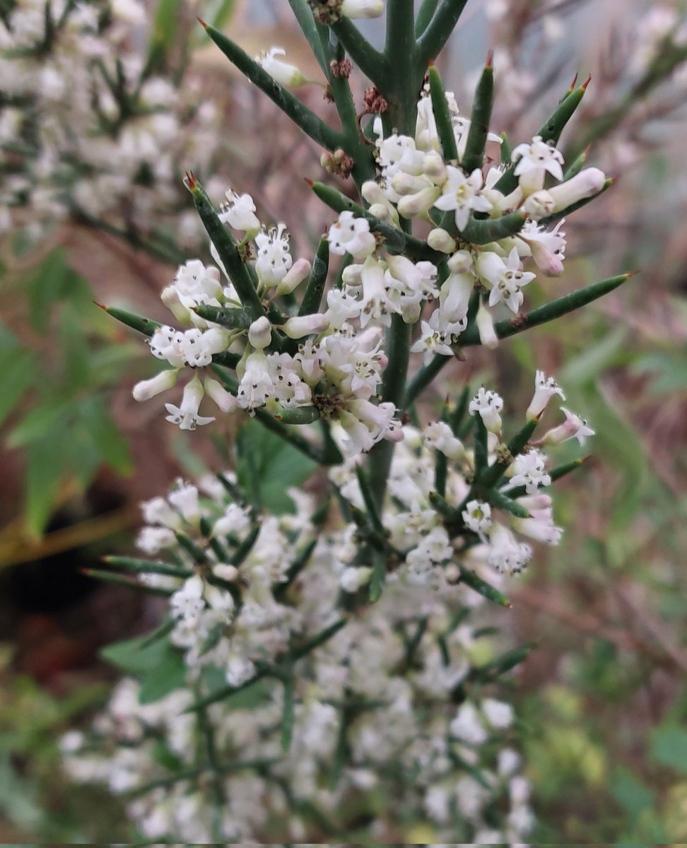 Colletia hystrix 'Rosea' a bit pale but flowering well and smelling lovely.

#colletia #colletiahystrix #colletiahystrixrosea #scentedflowers #winterflowers