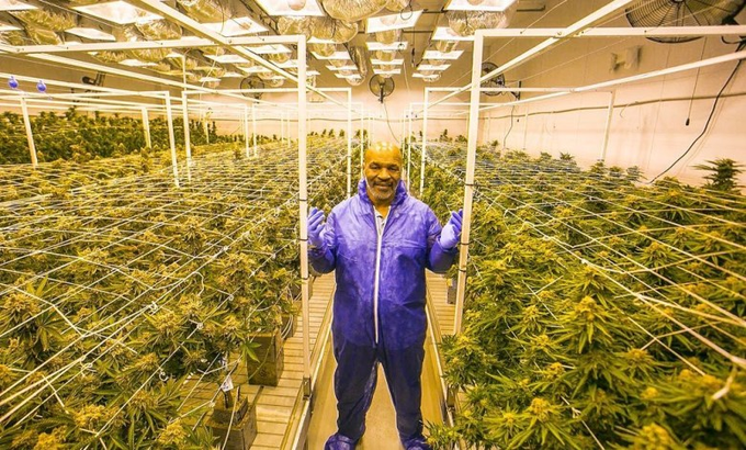 Factsofw0rld's tweet photo. Mike Tyson makes over $500,000 a month from his marijuana business located at his 40-acre ranch in California. But no 'Don't get high on your own supply' for Tyson who claims to smoke around $40,000 worth of it himself every month. https://t.co/bkbdAe4HIF