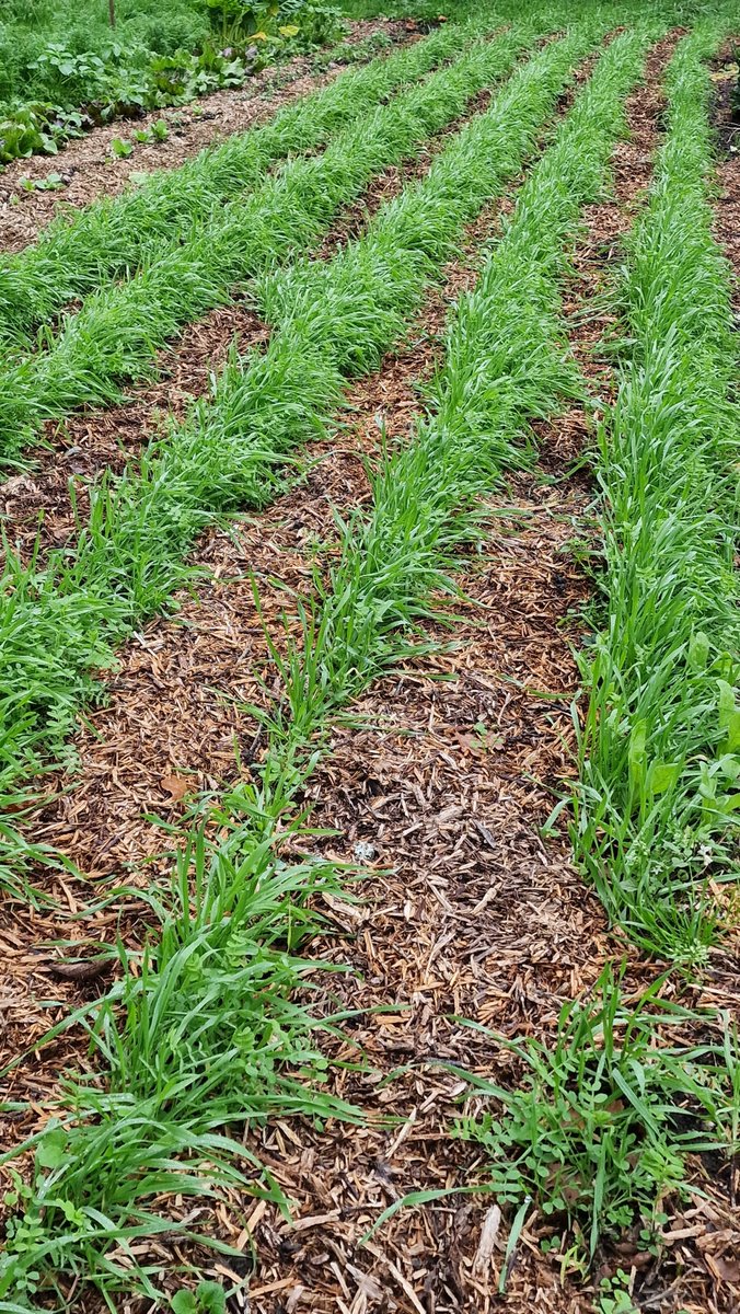 AtWaG's tweet photo. A small scale experiment combining  grazing Rye as green manure with ramial woodchip as mulch. The rye was sown after a potato crop was lifted. The chip and rye will be incorporated into the soil in the Spring. #rcw #ramialwoodchip #ramial #greenmanure #mulching #woodchipmulch https://t.co/hEkRVpSrda