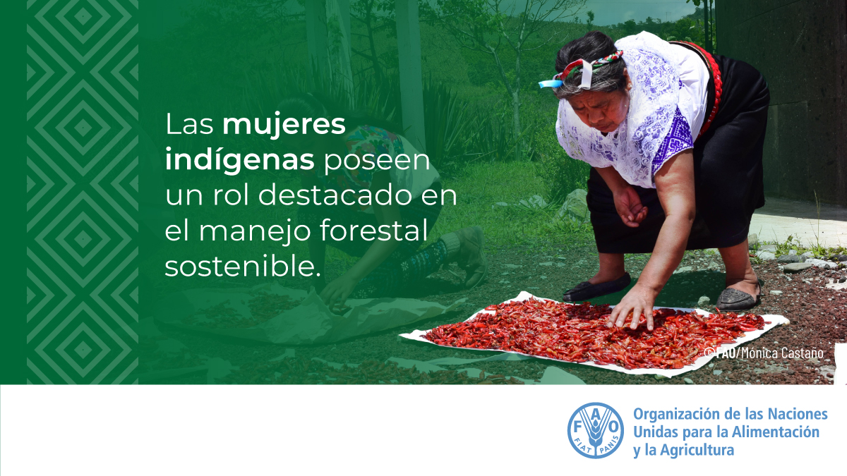FAOEcuador's tweet photo. La mujer indígena posee un rol destacado en el desarrollo de actividades de aprovechamiento, procesamiento y comercialización de productos del bosque. En el #DíaMujeresIndígenas fortalezcamos el manejo forestal indígena asegurando la inclusión y rentabilidad. 🌴👩‍🌾 https://t.co/gGFxKgniqE