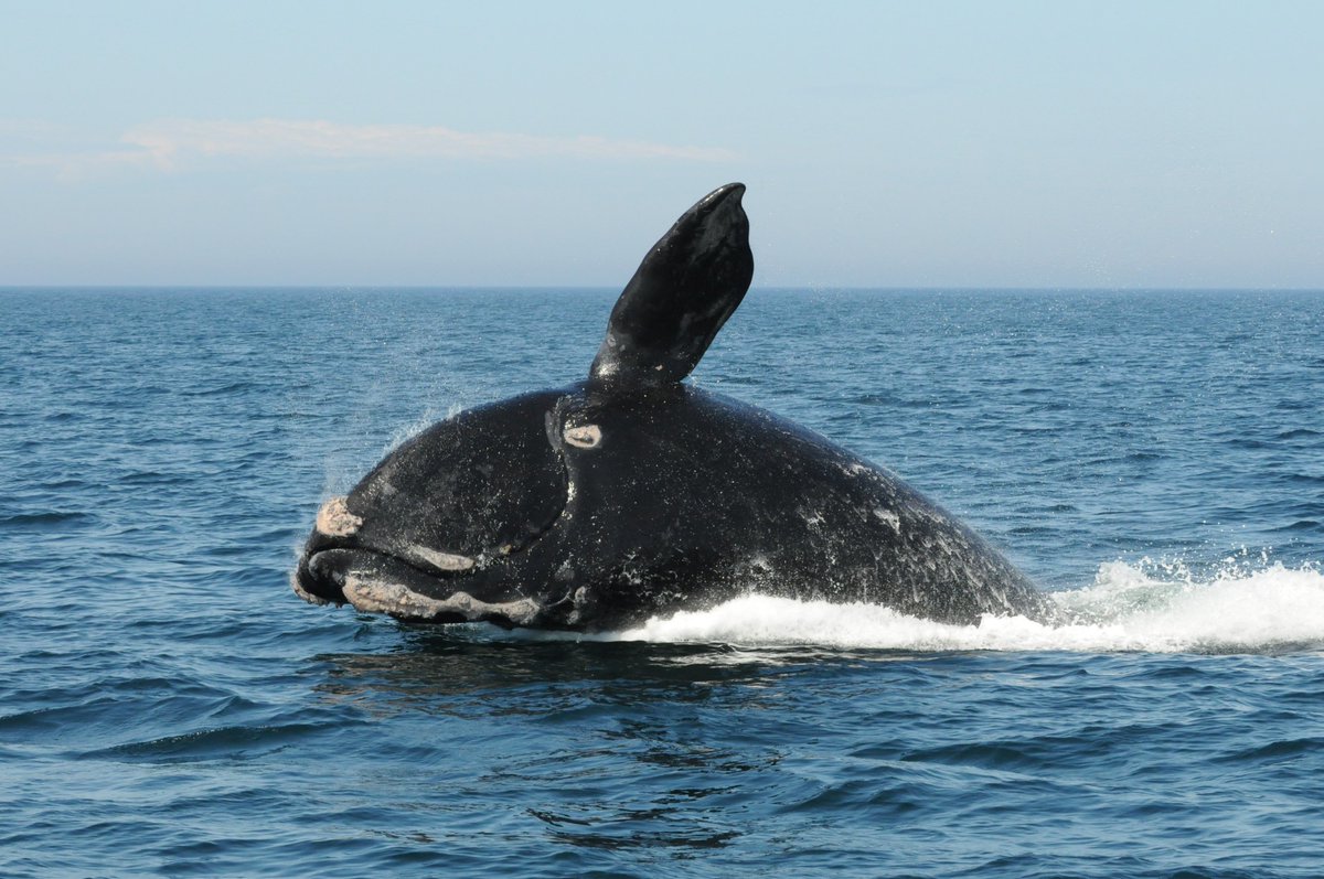 Saint Mary’s University tweet media