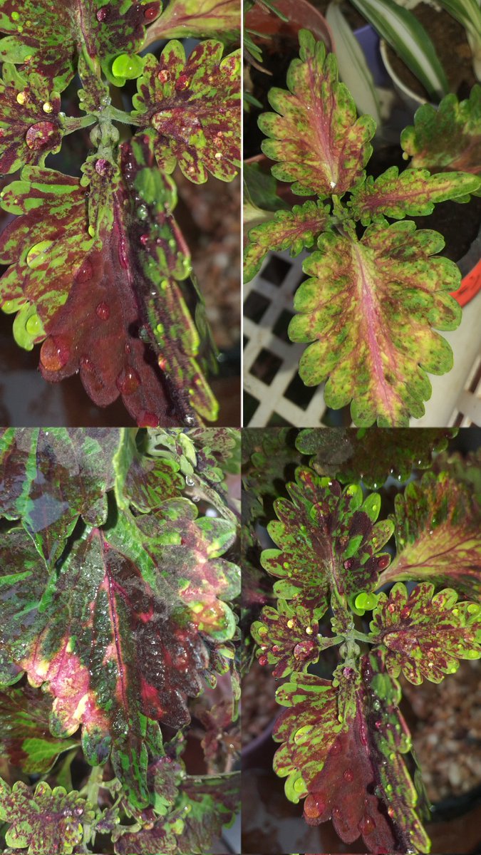 plantes chez pep tweet media