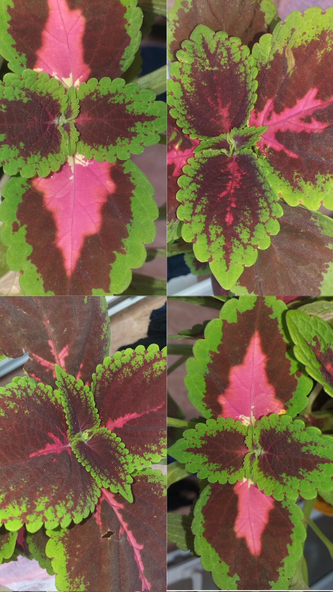 plantes chez pep tweet media