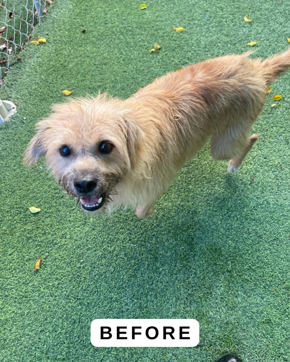 paws4you's tweet photo. ✨Glow up Wednesday!✨ A special thanks and huge Shoutout to Luben from For all Paws Mobile Pet Grooming for always donating his time to give our pups the perfect grooming! Swipe to see the before & afters!🐶 #PAWS4you #ForAllPaws https://t.co/EGXjlDxrV8