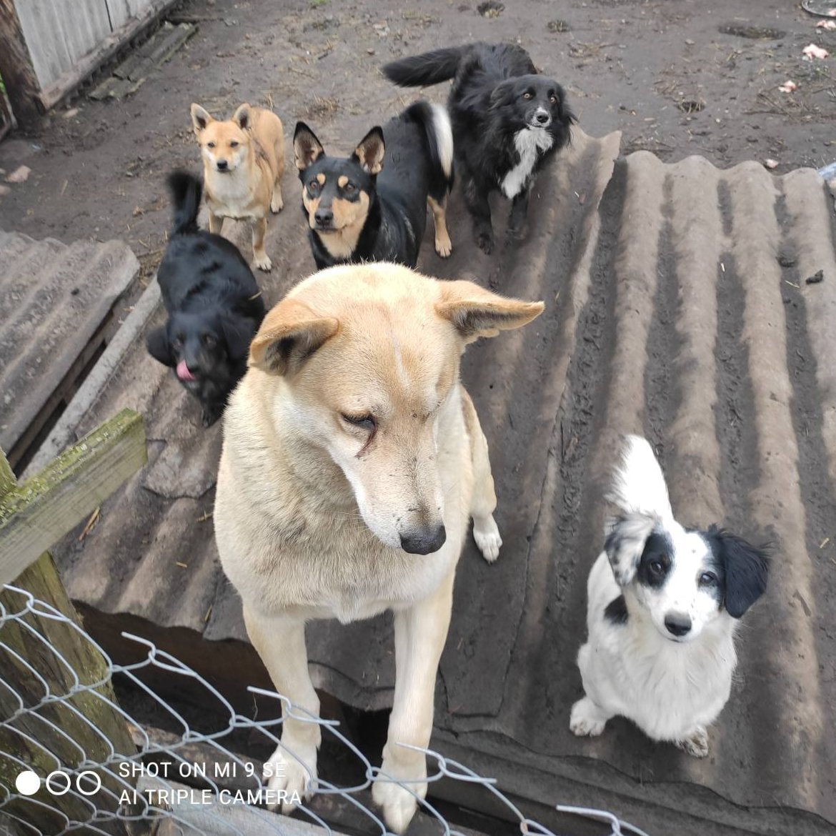 Кот Шурик из Беловежской пущи и его большая семья on Twitter: "Вот так ...