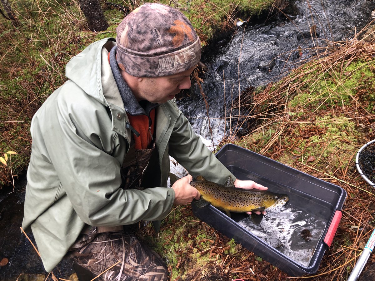 CraigPurchase's tweet photo. In the field yesterday, sampling and tagging spawning brown trout for future work. Fish 50-60cm in length are in streams that are 0.5-1.0m wide. https://t.co/5RmnL5llkq