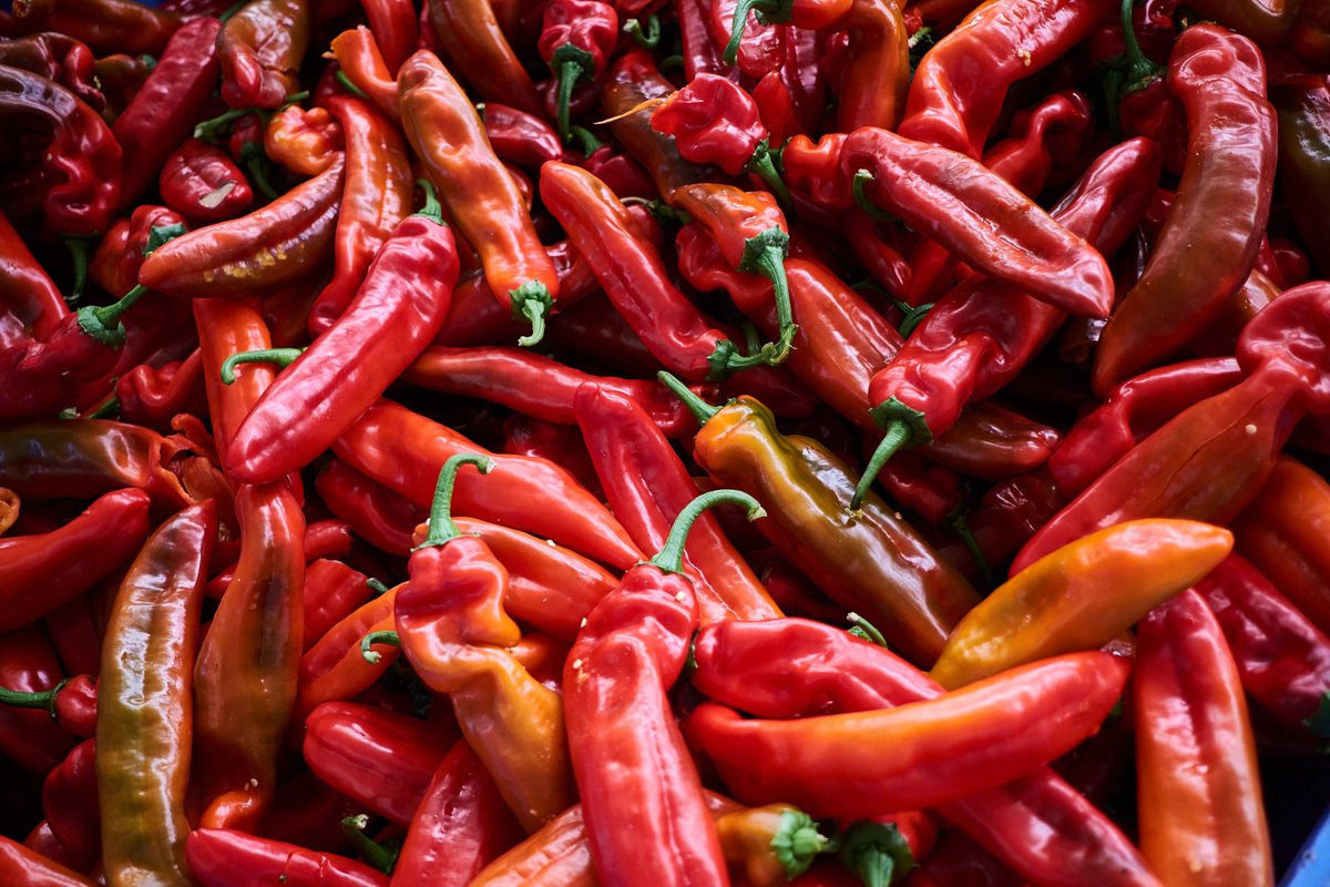 ¡Ya ha dado comienzo la campaña del Pimiento Palermo!
Todos nuestros compañeros y compañeras están trabajando para que pronto esté en nuestras casas y supermercados!