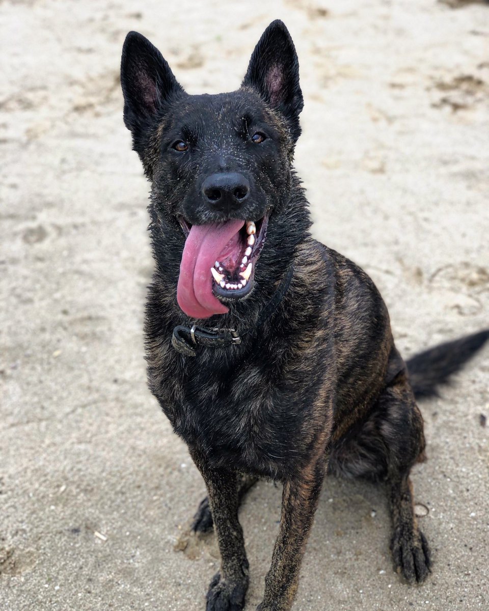 Buitenadem van al het spelen en rennen🐶 #DogsofTwittter #dutchshepherd #hollandseherder.        Op onze website vind je informatie en weetjes over de Hollandse herder hond.nl/hollandse-herd…
