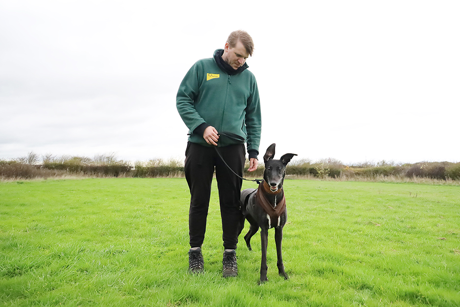 💛 MEET JET 💛

This sweet and loving #Lurcher is 7yrs old and loves nothing more than snuggling up with her favourite people and showering them in love and affection. 🥰

Find out more 👉 bit.ly/3Gfz5Mj

#RescueDog #adogisforlife #DogsOfTwitter #AdoptDontShop <a href="/DogsTrust/">Dogs Trust 💛🐶</a>
