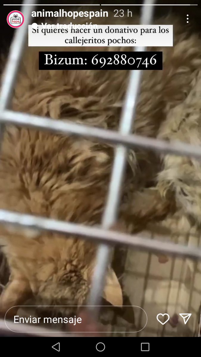 Animalhopespain's tweet photo. #Ayuda callejeritxs pochos https://t.co/pg92kjYUw6