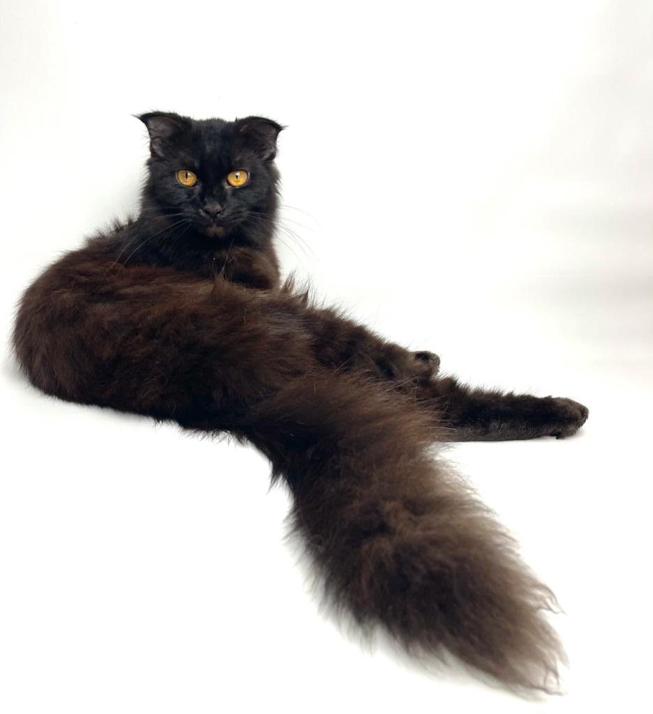 herbud20's tweet photo. @kochengfs Mainecoonku gada serem seremnya😭lebih ke cute jatohnya😅 https://t.co/hFWFy3vDHJ