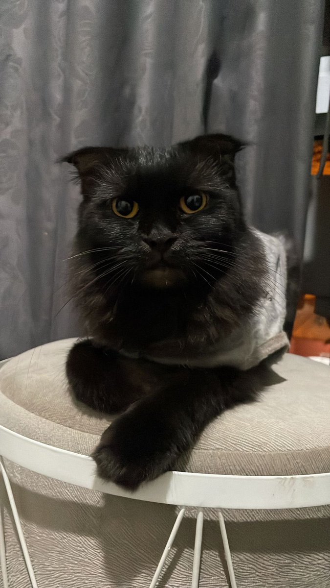 herbud20's tweet photo. @kochengfs Mainecoonku gada serem seremnya😭lebih ke cute jatohnya😅 https://t.co/hFWFy3vDHJ