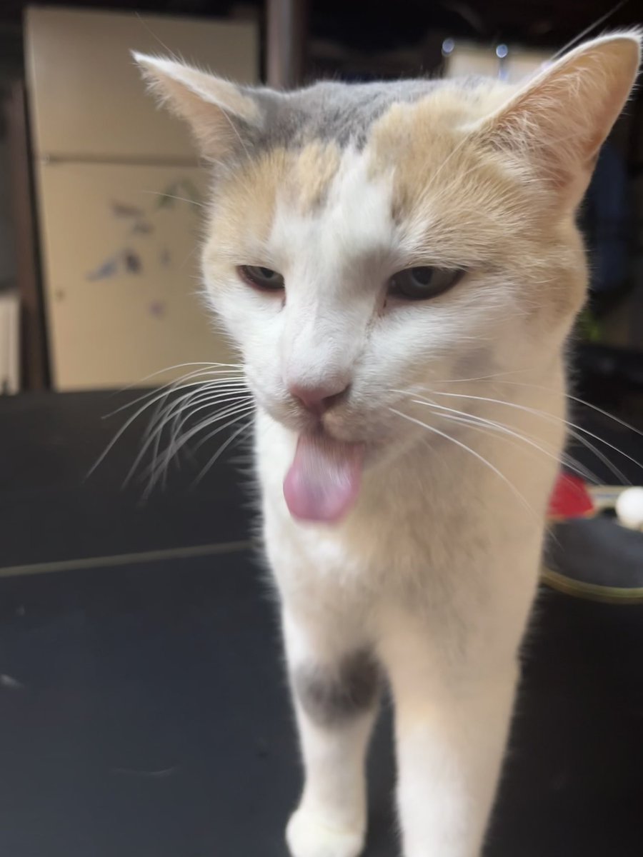 fatfatmillycat tweet media