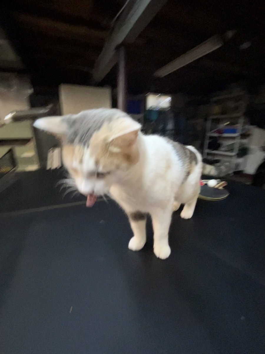fatfatmillycat tweet media