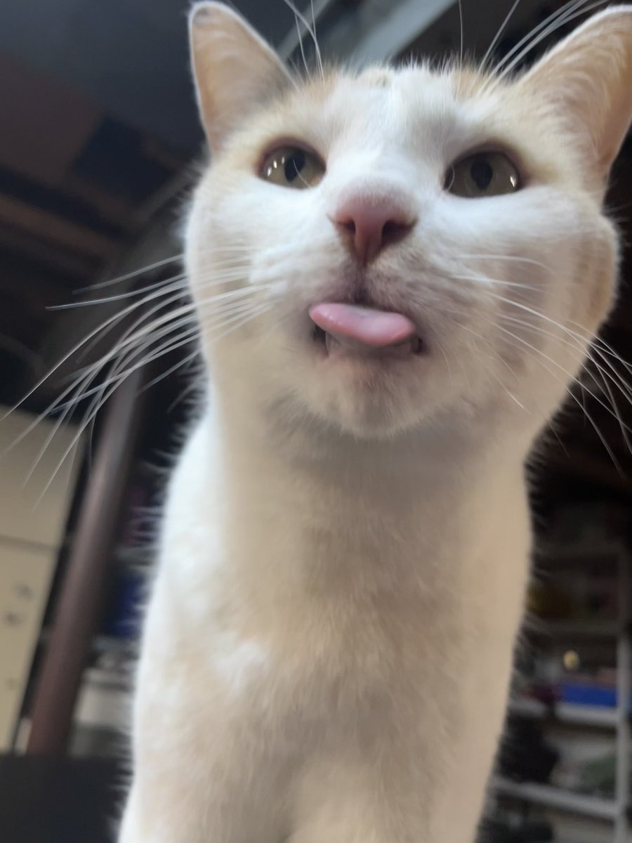 fatfatmillycat tweet media