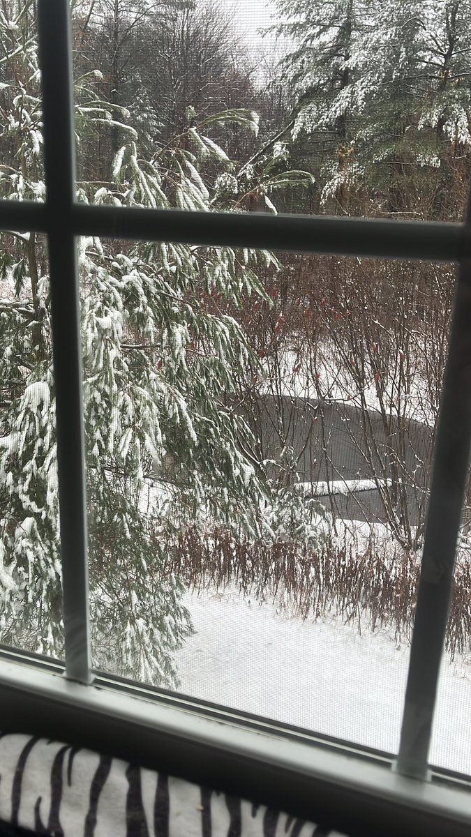 CJLegato's tweet photo. ❄️ https://t.co/XGxTGl2kEq