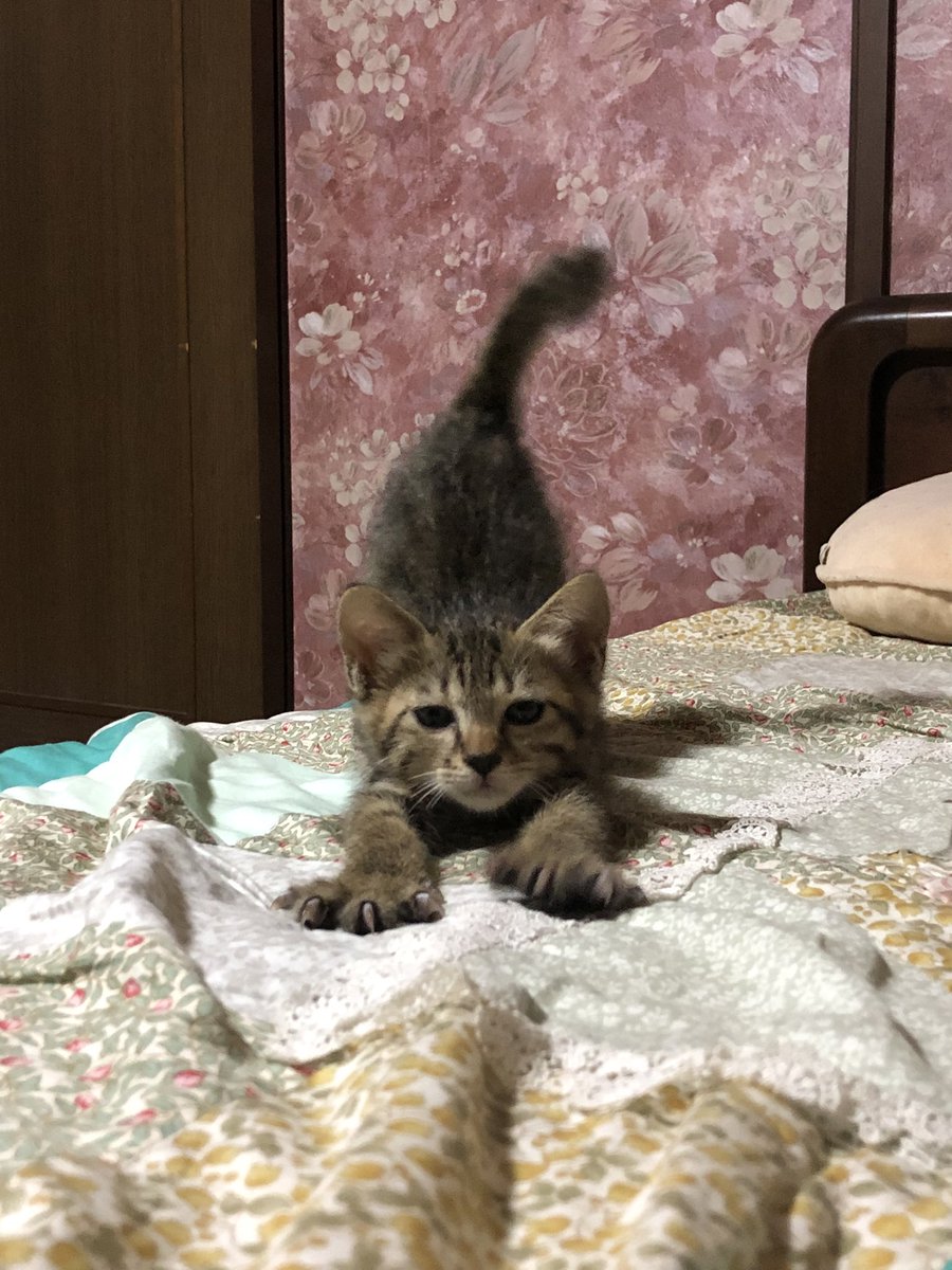 体が小さくて食も細い猫のことを心配していたら この子は気をつけないと と獣医さん 無事 予想通りになった Togetter