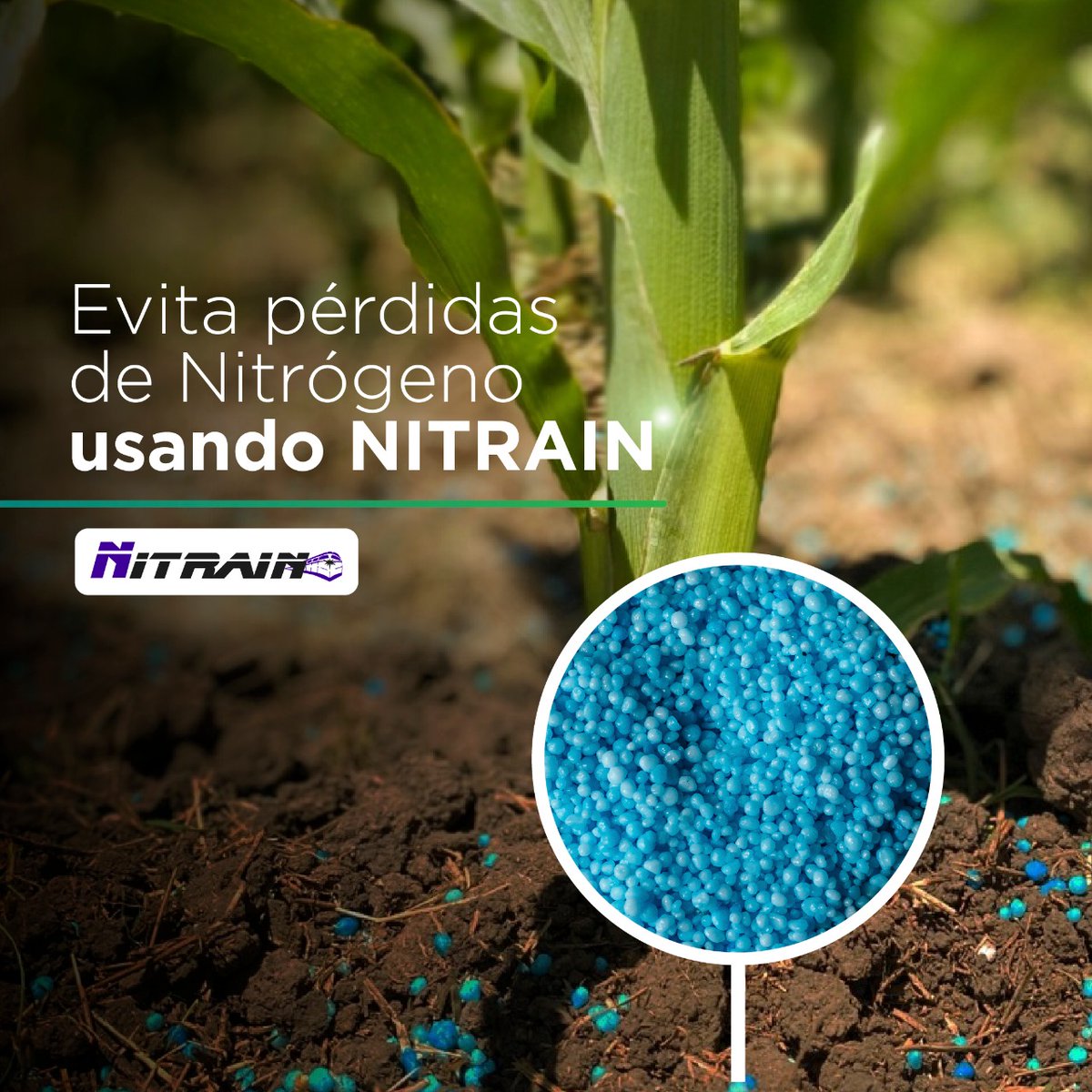 NutrienUruguay's tweet photo. ¿Estás pensando en fertilizar con urea?

➡️Evitá las pérdidas de nitrógeno por volatización con Nitrain y asegúrate que todo el nutriente se queda en tu campo.

El inhibidor de ureasa líder en Uruguay 🇺🇾, lo tenemos nosotros. 💪🏼
¡Consultanos!

#NutrienAgSolutions #LideráTuCampo https://t.co/7wnisi29WW