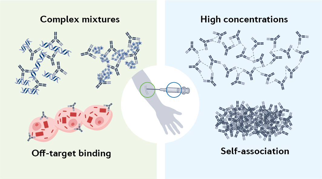 Nature Reviews Chemistry (@natrevchem) on Twitter photo Non-specificity as the sticky problem in therapeutic antibody development
nature.com/articles/s4157…
A Review from Tuomas P. J. Knowles, Nikolai Lorenzen and co-workers. <a href="/HAusserwoeger/">Hannes Ausserwöger</a> <a href="/SchneiderMatth/">Matthias Schneider</a> <a href="/KnowlesLabCamb/">KnowlesLab Cambridge</a> <a href="/ArosioLab_ETH/">Paolo Arosio</a> <a href="/ChemCambridge/">Cambridge Chemistry</a> <a href="/ETH_en/">ETH Zurich</a> <a href="/novonordisk/">Novo Nordisk</a> Non-specificity as the sticky problem in therapeutic antibody development
nature.com/articles/s4157…
A Review from Tuomas P. J. Knowles, Nikolai Lorenzen and co-workers. <a href="/HAusserwoeger/">Hannes Ausserwöger</a> <a href="/SchneiderMatth/">Matthias Schneider</a> <a href="/KnowlesLabCamb/">KnowlesLab Cambridge</a> <a href="/ArosioLab_ETH/">Paolo Arosio</a> <a href="/ChemCambridge/">Cambridge Chemistry</a> <a href="/ETH_en/">ETH Zurich</a> <a href="/novonordisk/">Novo Nordisk</a>