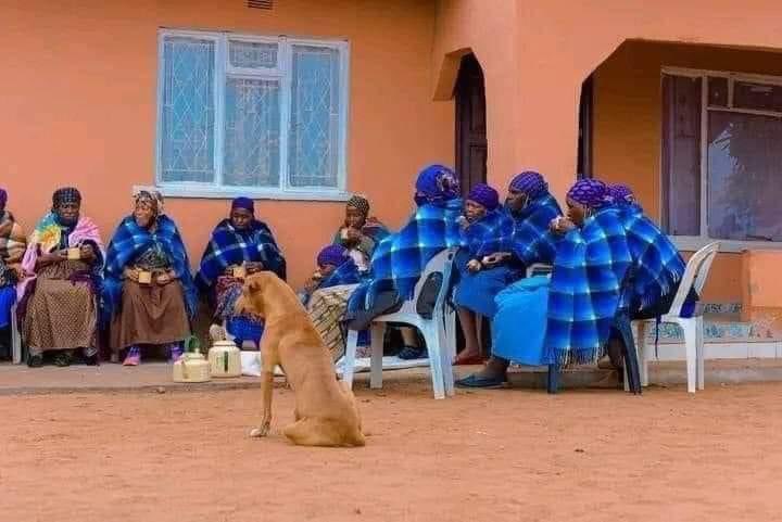 BIndlovukazi's tweet photo. Spotty will even attend society meetings for you if you are busy on that day ❤❤❤ https://t.co/0VM14n75XX