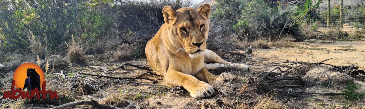 Ubuntu Wildlife Sanctuary tweet media