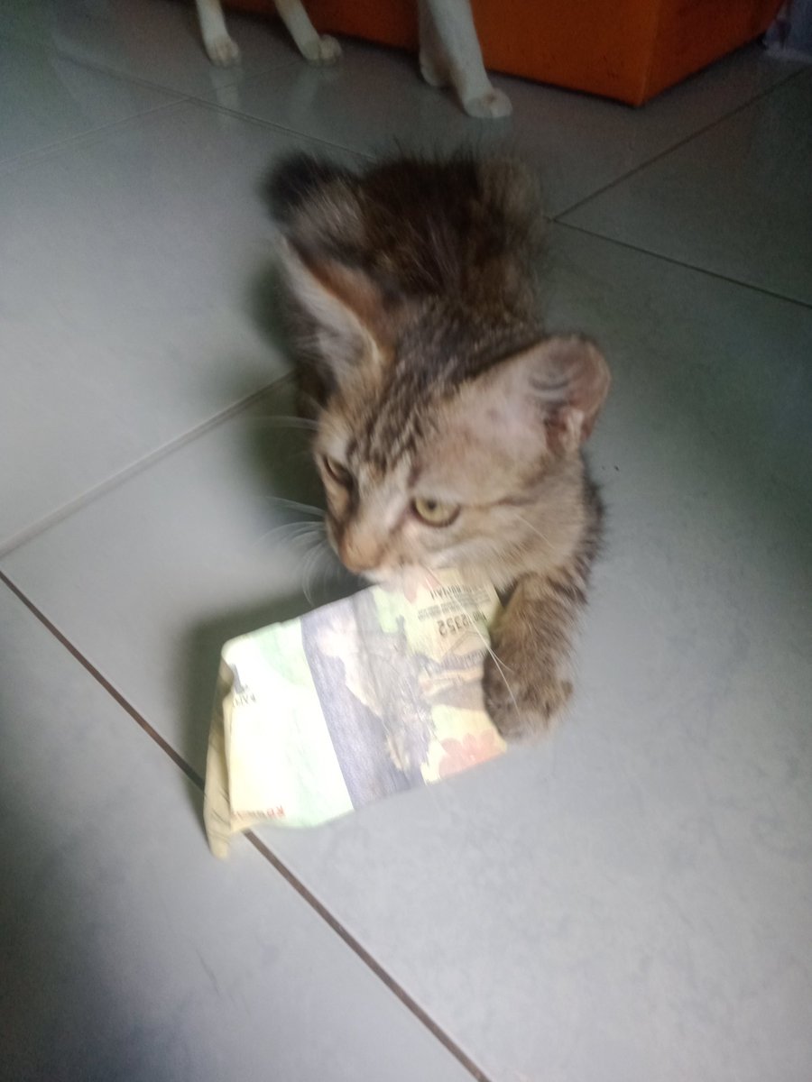 IsaChanell's tweet photo. Gowo duit 1000 gupuh tuku cireng😄😄#leon
#kitten 
#lucu 
#kucing https://t.co/ldtUs2VzbF