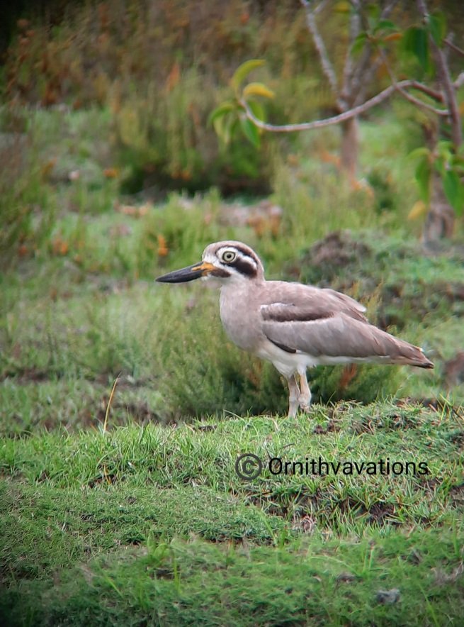 Ornithvacations~ Birding & Wildlife Holidays tweet media